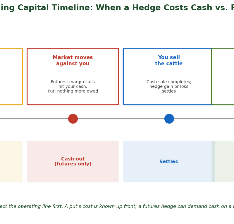Working capital timeline showing when a cattle hedge costs cash (premium paid, futures margin calls on a rally) versus when it returns cash at sale