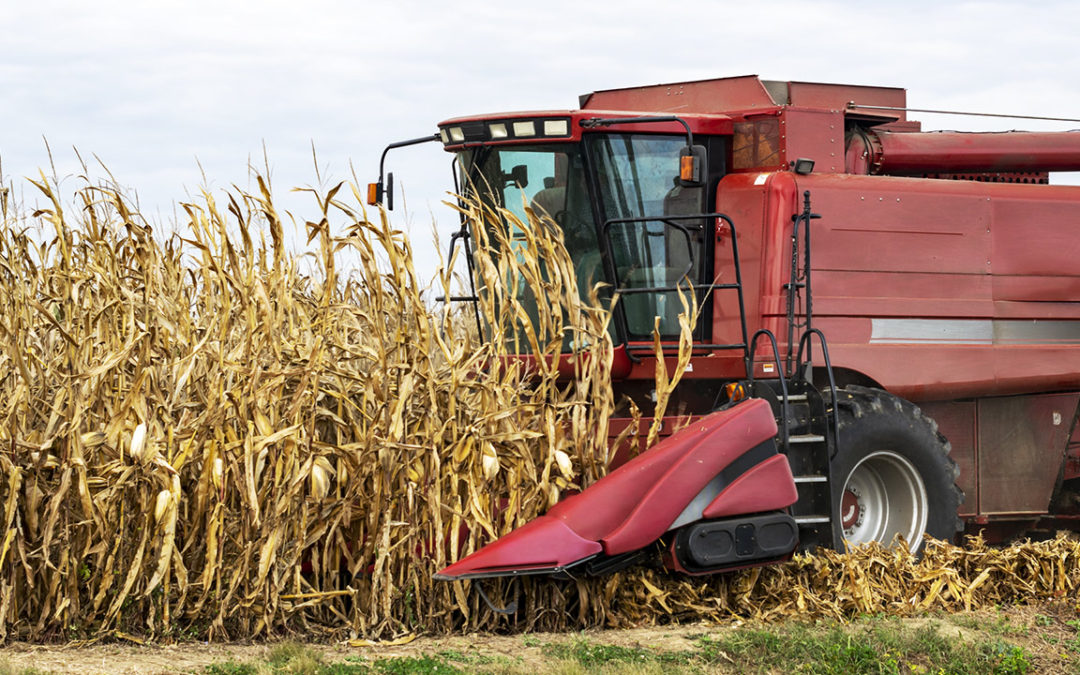 What Are Corn Futures?