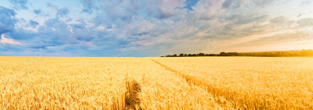 AgOptimus on USDA WASDE Report – 6.9.23