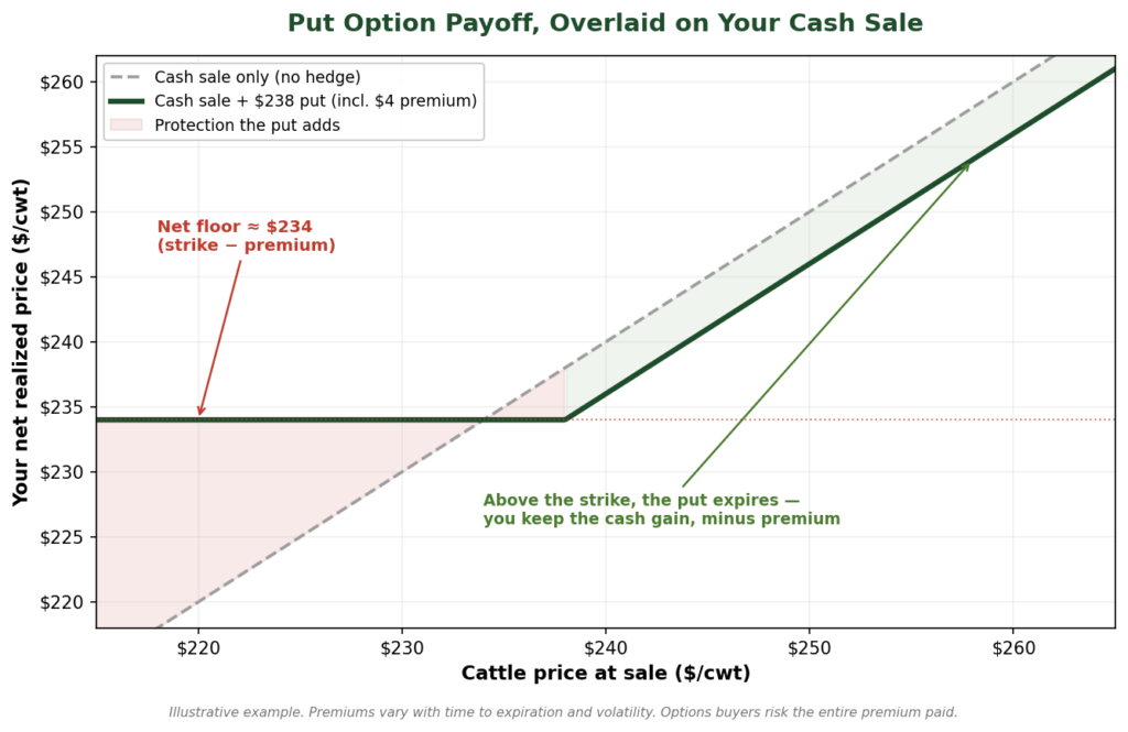 Put Option payoff over a cattle cash sale 