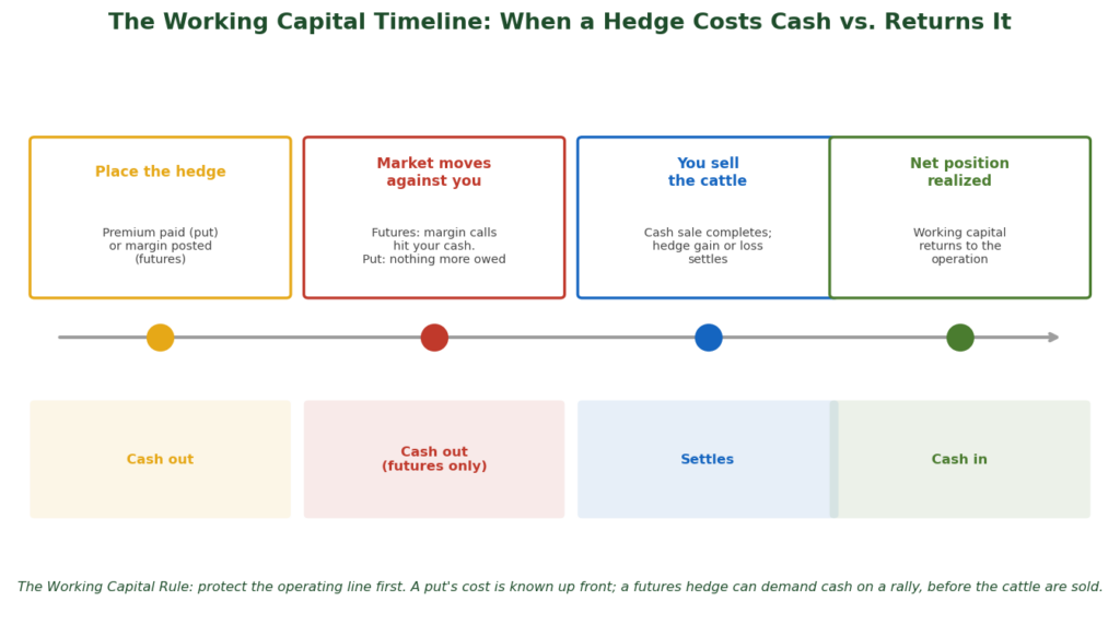 Working capital timeline showing when a cattle hedge costs cash (premium paid, futures margin calls on a rally) versus when it returns cash at sale