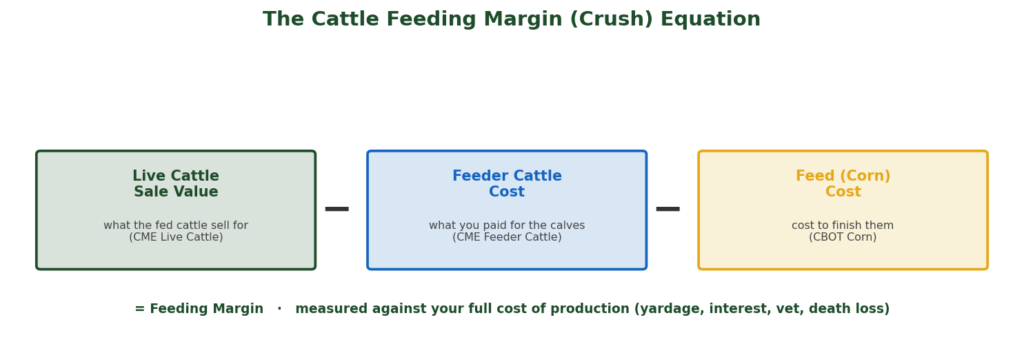 Diagram of the cattle feeding margin or crush equation: live cattle sale value minus feeder cattle cost minus deed corn feed= Feeding Margin 