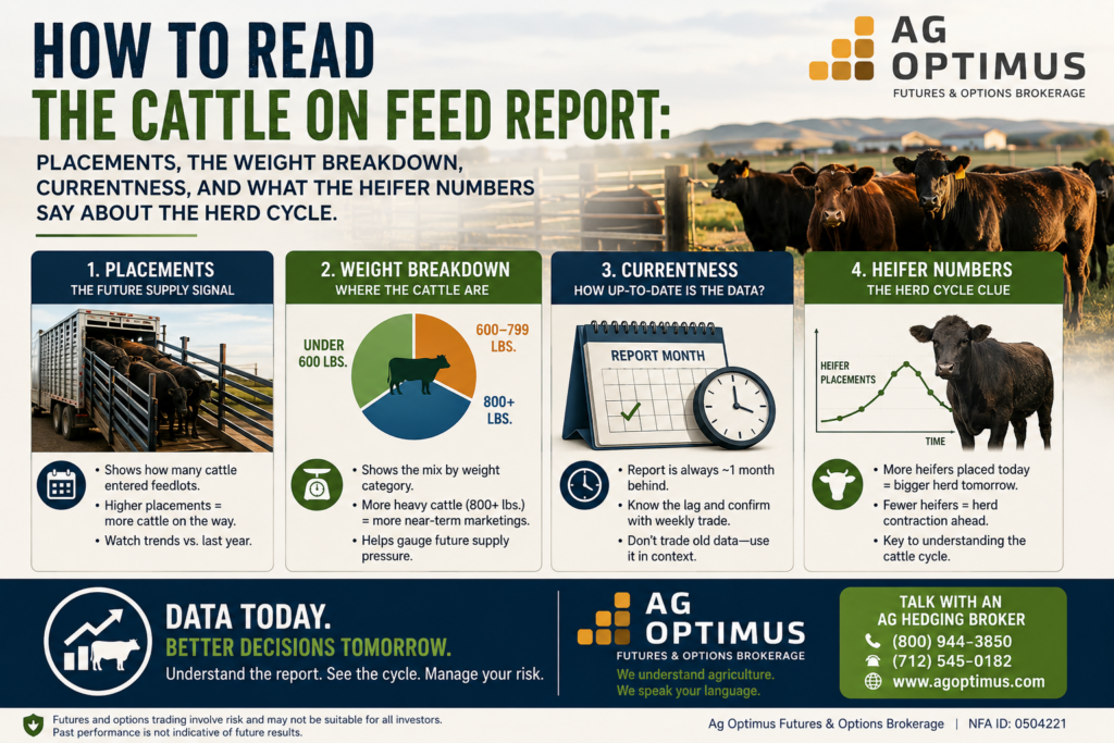 Cattle on Feed report guide explaining placements, cattle weight breakdowns, report timing, and what heifer numbers indicate about the cattle herd cycle