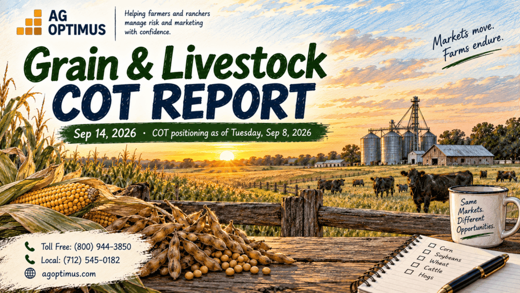 Grain and livestock COT report September 14 2026 showing managed money positioning before the September WASDE