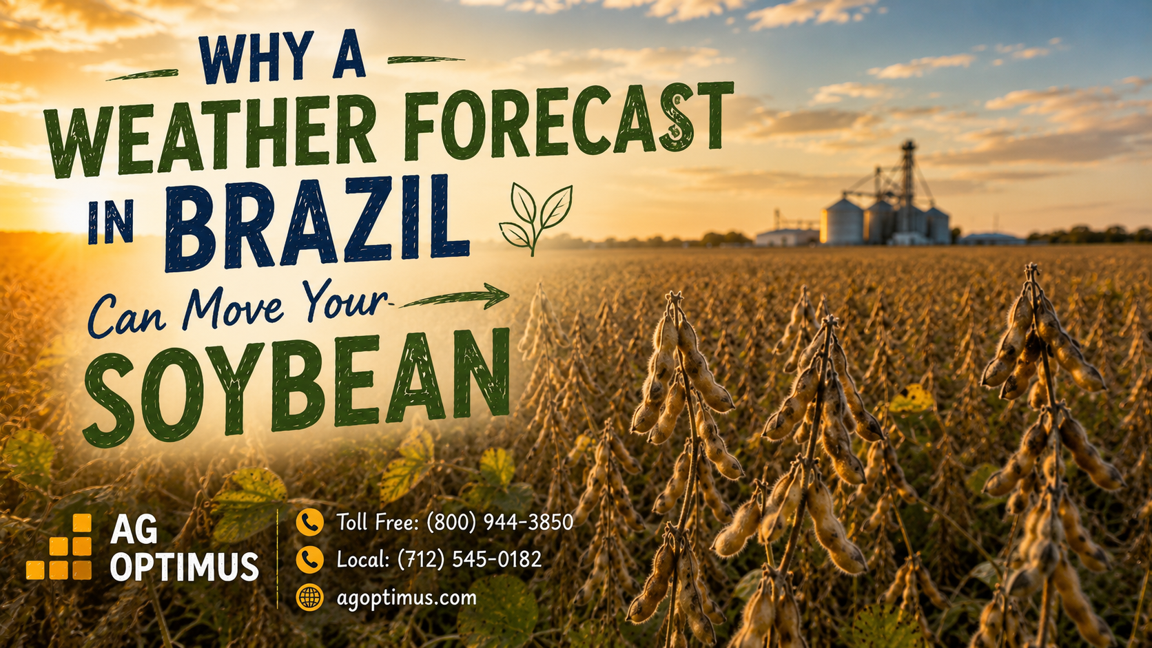 Soybean field at harvest illustrating how Brazil weather and export competition affect US soybean basis and cash bids